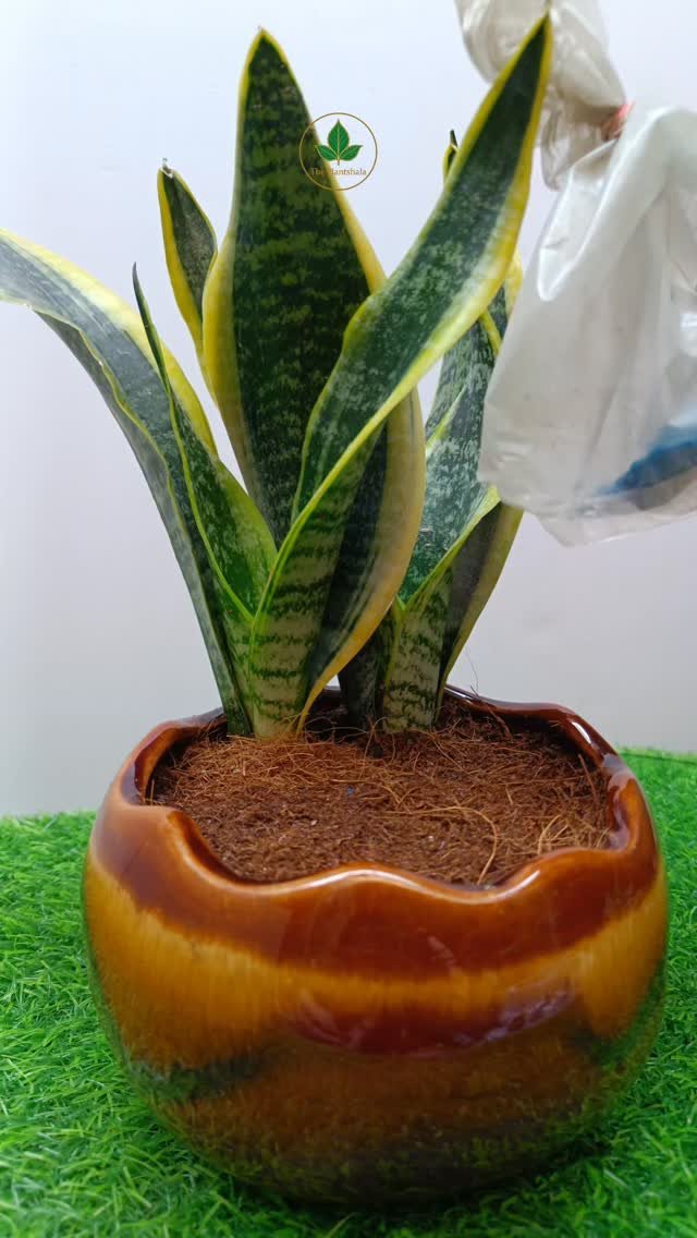 Potted Sansevieria snake plant with yellow-bordered green leaves in decorative brown ceramic pot