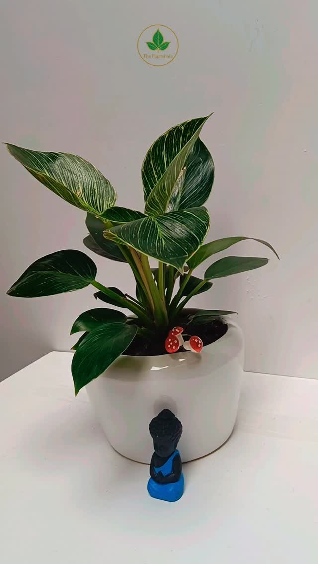 Potted Dieffenbachia plant with variegated green leaves in white ceramic pot with Buddha figurine